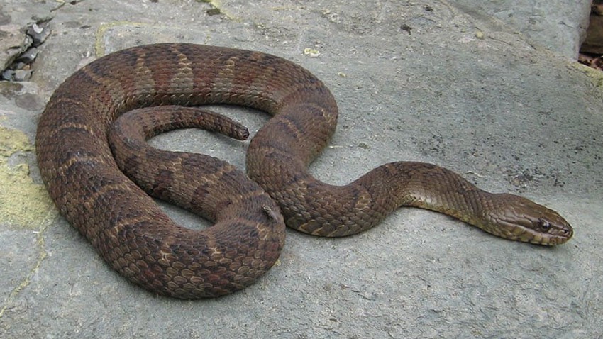Snakes come out of their burrows as a result of high temperatures and invade homes.. How do you protect yourself?