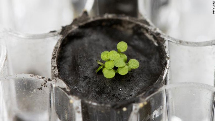 For the first time ever.. plants grow in the soil of the moon