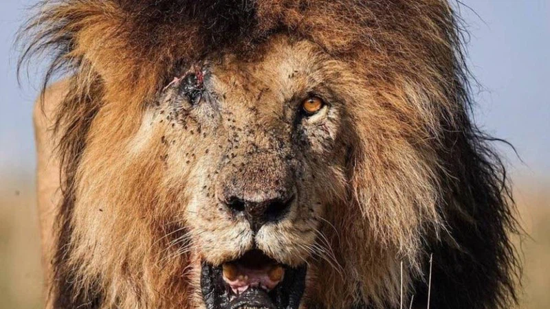 L histoire Du Lion De Renomm e Mondiale Scarface La L gende De La l-histoire-du-lion-de-renomm-e-mondiale-scarface-la-l-gende-de-la