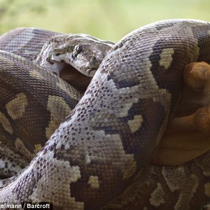 فيديو مثير : شاهد كيف ابتلعت الأفعى الظبي بالكامل وسحقت عظامه !