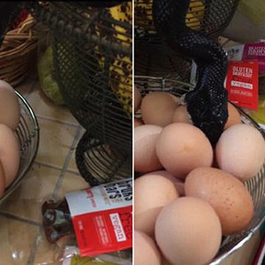 أمريكية تُفاجأ بحيّة ضخمة في مطبخها