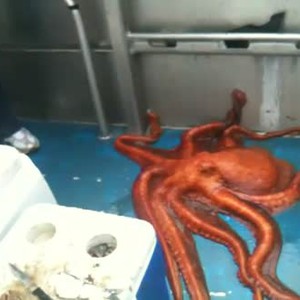 بالفيديو: أخطبوط ذكي ينجح بالهرب من الصيادين عبر فتحة صغيرة