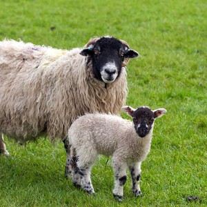 بالفيديو: تعرف على أحكام وشروط الأضحية 