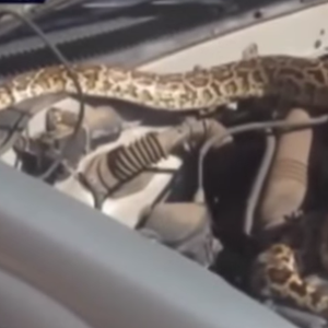 بالفيديو: أفعى داخل محرك سيارة تفاجئ سيدة