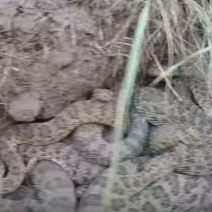 فيديو مثير: مجموعة من الأفاعي تهاجم وتسقط كاميرا مغامر تطفل عليها 