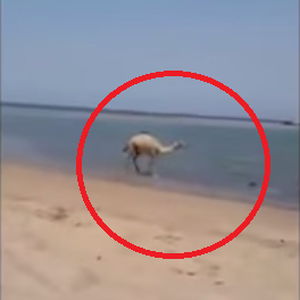 جمل يهرب من حرارة الجو بالسباحة على الشاطئ