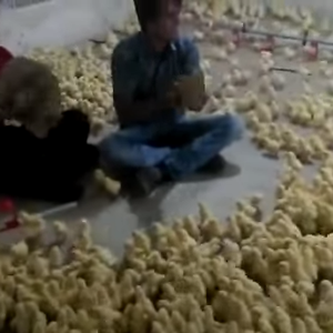 مئات "الصيصان" ترقص على ألحان السامري