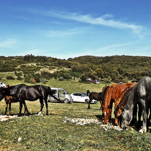 جبال الشريعة الجزائرية.. وجهتك للاستمتاع بالثلوج وغابات الأرز الأطلسي 