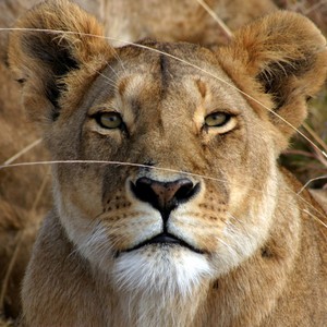 فيديو يُظهر أسداً يتجول في شارع الشيخ زايد بالامارات