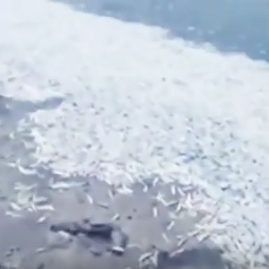  بالفيديو: نفوق الآلآف من أسماك "السردين" على شاطئ ينبع بالسعودية