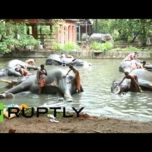 بالفيديو : احتفال سنوي في الهند لتكريم الفيَلَة ..