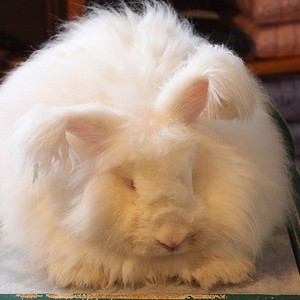 بالصور : ليس كرة من الصوف ، إنه أرنب الأنجورا اللطيف !