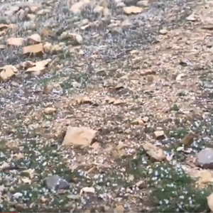 فيديو | مشاهد من تساقط البرد في لواء البتراء الأربعاء 19 شباط 2020