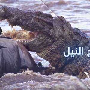 أقوى 10 عضات للحيوانات المفترسة في العالم 