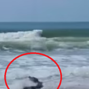 بالفيديو: تمساح يهاجم زوار أحد الشواطئ في أميركا