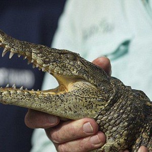 بالفيديو : راكب غير متوقع يفاجئ السلطات في إحدى مطارات شيكاغو !