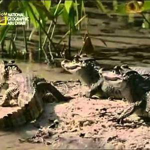 بالفيديو : شاهد كيف افترست أفعى الأناكوندا تمساحاً استوائياً !