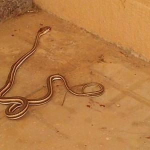 50 ثعباناً تباغت رجال الدفاع المدني خلال مباشرتهم حريقاً في السعودية