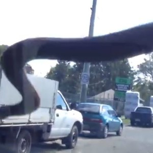 بالفيديو : ثعبان سامّ على الزجاج الأمامي للسيارة !