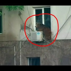  حيوانات مفترسة تتجول في العاصمة الجورجية عقب فيضانات دمرت حديقتهم 