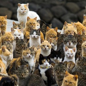 جزيرة يابانية تفقد السيطرة على تكاثر القطط..شاهد النتيجة 