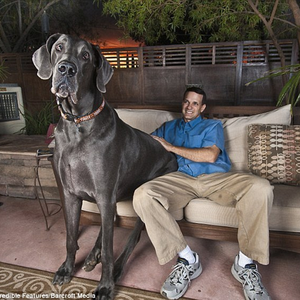 بالصور : وفاة أضخم كلب في العالم !