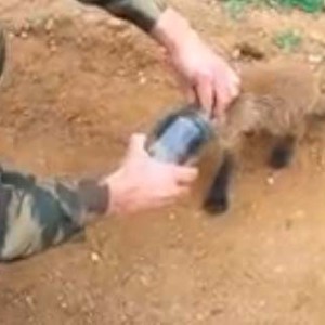 بالفيديو : شاب روسي يُنقذ ثعلباً علقَ رأسه في زجاجة !