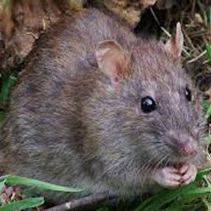 بالفيديو : تآلف مدهش بين مربي طيور كويتي و السرب الذي يربيه!  