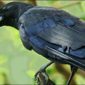 بالفيديو : رجل نيبالي يقلّد أصوات مئات الأنواع من الطيور !