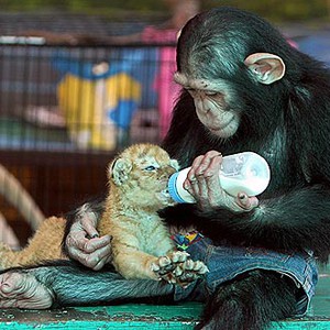 بالفيديو : قرد يعتني بصغار النمور !