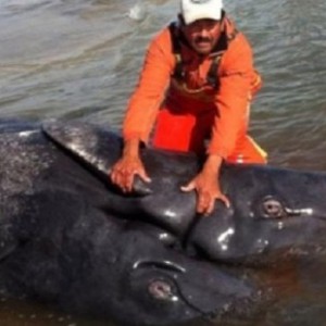 بالفيديو : مجموعة من الصيادين يعثرون على حوت له رأسين وذيلين في المكسيك !