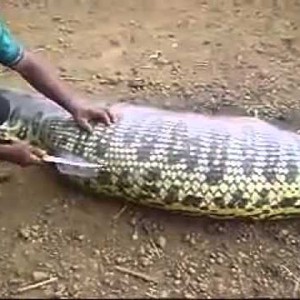 بالفيديو : أفعى الأناكوندا تبتلع خنزيراً برياً ضخما !