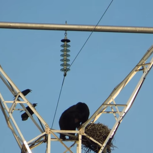 شاهد أين ذهب هذا الدب للبحث عن الطعام 