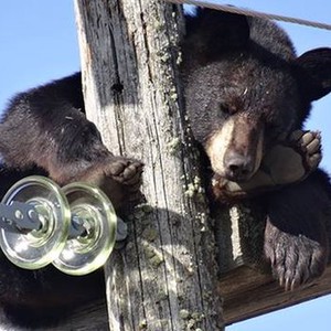 بالفيديو : دبّ نائم على عمود للكهرباء في كندا خوفاً من الكلاب!