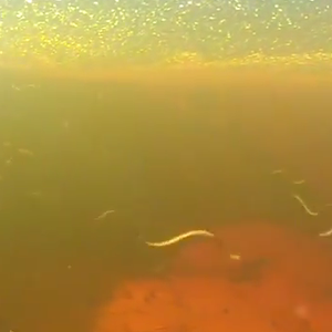 أشكال مختلفة الحياة في المياه الراكدة