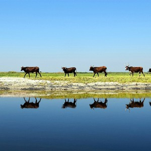 أفضل الدول للقيام برحلات السفاري في إفريقيا