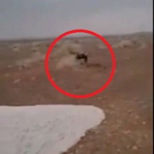 سعودي يلعب مع السيل فرحاً بالأمطار الأخيرة!