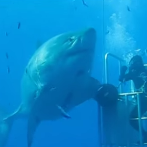 غواص يغامر بحياته ويخرج من قفصه ليداعب سمكة قرش عملاقة