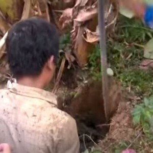 شاب يصطاد سمكة من تحت شجرة الموز 