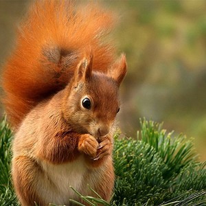 سنجاب وفيّ يُدافع عن جُثمان زميله من هجمات الغربان