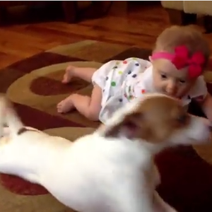 بالفيديو: كلب يعلم طفلة رضيعة الحبو !