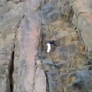 بالفيديو : شاب سعودي يسقط أثناء تسلّق أحد التلال الصخرية ! 