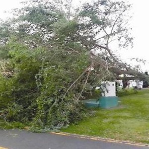 الرياح الشديدة تسقط شجرة على سيدة إيطالية 