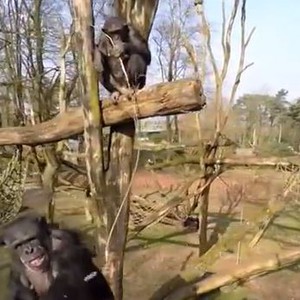 شمبانزي يُسقط طائرة دون طيار لأنها أزعجته