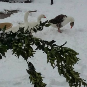 بالصور : الثلوج تغطي أجزاءاً واسعة منخفضة الارتفاع من شمال ووسط سوريا وبدأت بالامتداد الى جنوب البلاد