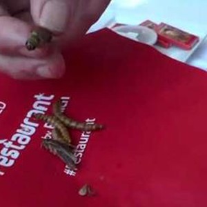 بالفيديو : حشرات مطبوخة على لائحة مطعم في واشنطن !