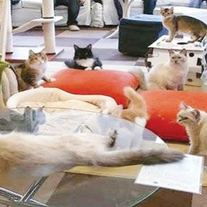 بالفيديو : لص يسطو على أحد المتاجر مُتنكراً في زي الغوريلا ! 