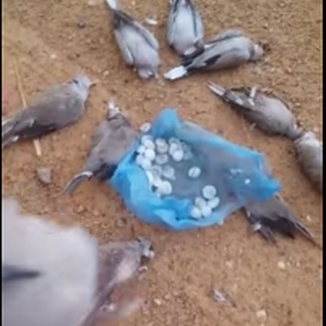 بالفيديو: نفوق عدد من الطيور في طبرجل بسبب البردية  