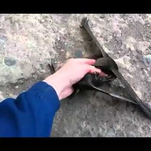 رجل يفك عِراكاً عنيفا بين طائرين