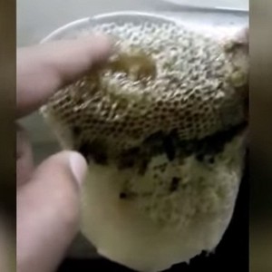 سعودي يتفاجأ بخلية نحل على دعامة سيارته